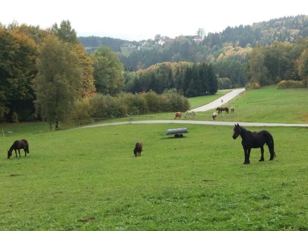 Ferienwohnung Auf Dem Erlebnisreiterhof Kreipl Grattersdorf Exteriör bild